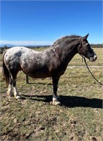 (VIC) DAISY - CLYDESDALE X APPALOOSA MARE