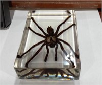 Paper Weight  W/tarantula