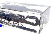 Scorpion noir GÉANT, spécimen véritable dans bloc
