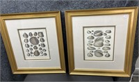 Pair Drawing by Captain Brown Shell Print In Gold
