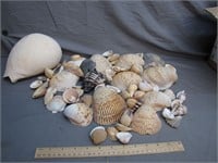 Lot of Various Sea Shells - Real