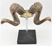 Cast Ram Horns Sculpture on Stand