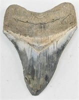 Large Fossilized Megalodon Shark Tooth