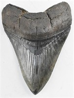 Large Black Fossilized Megalodon Shark Tooth