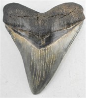 Medium Fossilized Megalodon Shark Tooth