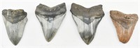 4 Large Fossilized Megalodon Shark Teeth, Chipped