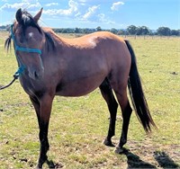 (VIC) REGAL SUMMER SONG- AUST RIDING PONY MARE