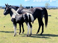 (VIC) AMBER - RIDING PONY MARE & FILLY FOAL