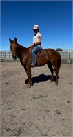 (VIC) SCOOTER - STOCK HORSE GELDING