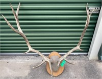 MS1 - Elk Horns