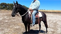 (VIC) SNAZZY ACRES - QH MARE