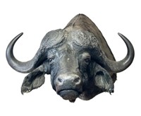 Cape Buffalo Shoulder Mount