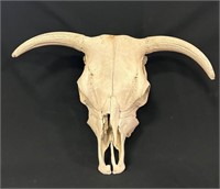 Cow Skull w/horns & No teeth