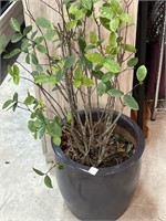 14” w Flower Pot with Live Plant