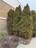 3 Evergreen Trees