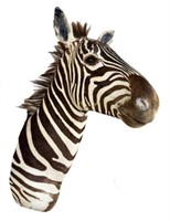 Plains Zebra Shoulder Mount