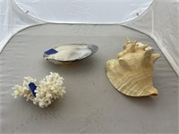 3 pcs Shells Conch Coral Oyster