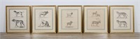 5 German Zoological Engravings & Lithographs
