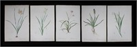 5 Botanical Engravings PJ Redoute Les Liliacees