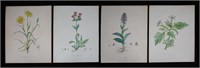 4 Botanical Lithographs Schrank Flora Monacensis