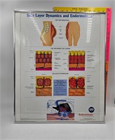 Picture skin layer dynamics and endocrinology
