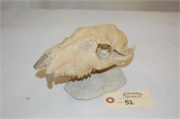 7" Daphoenus Skull On Stone Base