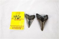 (2) Sharks Teeth