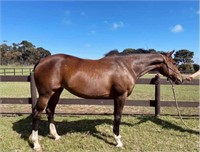(VIC) CLOVER - QH X STOCK HORSE MARE
