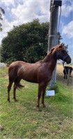(VIC) PIPPA - QH X STOCK HORSE FILLY