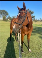 (NSW) HOLLY - QH PAINT X TB MARE