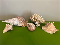 Beautiful Shell and Coral Pieces