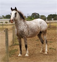 (SA) STARBURST - CLYDESDALE X APPALOOSA MARE