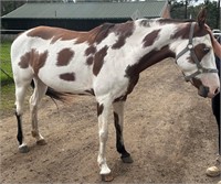 (NSW) TRIGGER - PAINT MARE