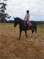 (VIC) WILLOW - THOROUGHBRED MARE