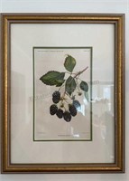 Vtg Dep. of Agricultural Eldorado Blackberry Print