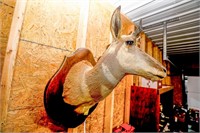 Mounted Pronghorn Antelope