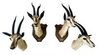 Four Thompson Gazelle Shoulder Mounts