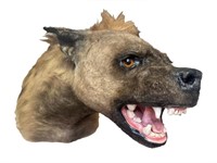Hyena Taxidermy Shoulder Mount