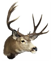Mule Deer Shoulder Mount