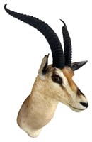 Grant's Gazelle Taxidermy Shoulder Mount
