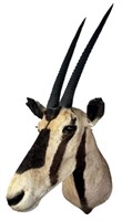 Oryx Gemsbok Shoulder Mount