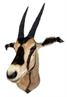 African Fringe Eared Oryx Taxidermy Shoulder Mount