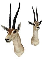 Gazelle & Thomson's Gazelle Shoulder Mounts
