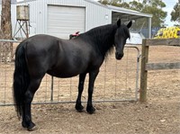 (VIC) INDY - FRIESIAN X QH MARE