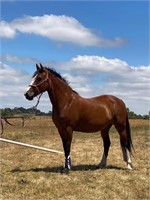 (VIC) CLYDESDALE X TB MARE