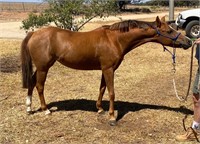 (VIC) PENNYROYAL SURPRISE - RIDING PONY MARE