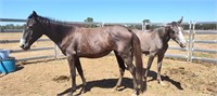 (VIC) SHADOW DANCER - CROSS BRED FILLY