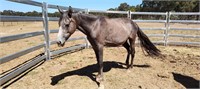 (VIC) SHADOW MIST - CROSS BRED FILLY