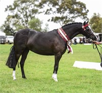 (VIC) CHEEKY - APSB PART WELSH MARE