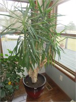 Lg plant tree